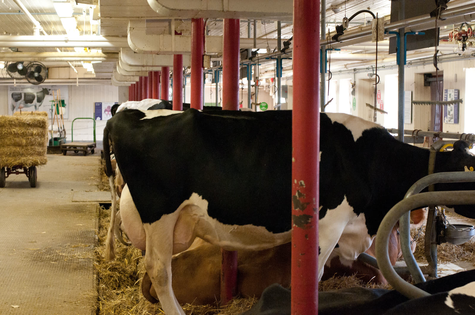 DairyBarnOttawa.jpg
